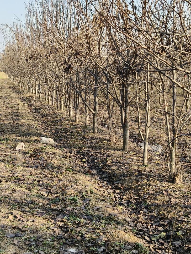 出售6-10公分的梨树，3000课梨树需要联系，