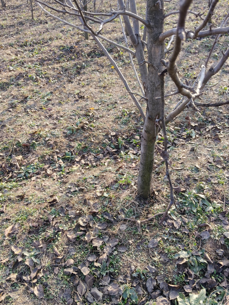 出售6-10公分的梨树，3000课梨树需要联系，