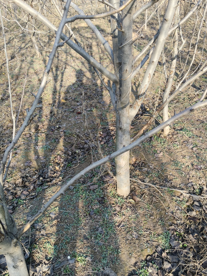 出售6-10公分的梨树，3000课梨树需要联系，
