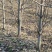 出售6-10公分的梨树，3000课梨树需要联系，