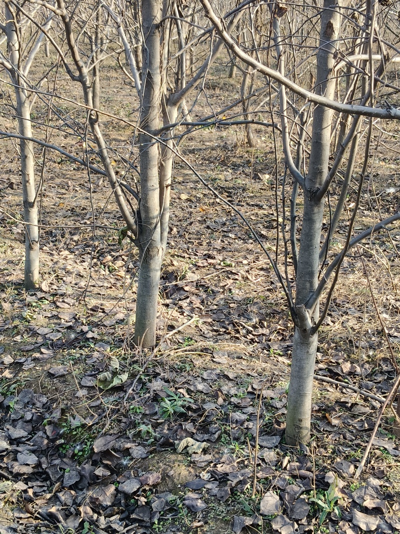 出售6-10公分的梨树，3000课梨树需要联系，