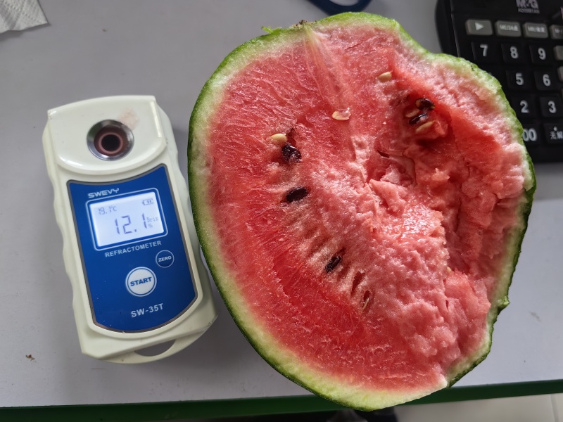 山东小吊瓜成熟度刚好耐运输储存纸箱托盘泡沫箱都有