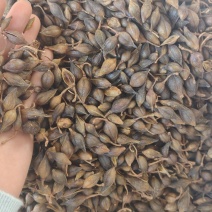 连翘中药材批发带柄无硫熏连壳野生青翘量大从优