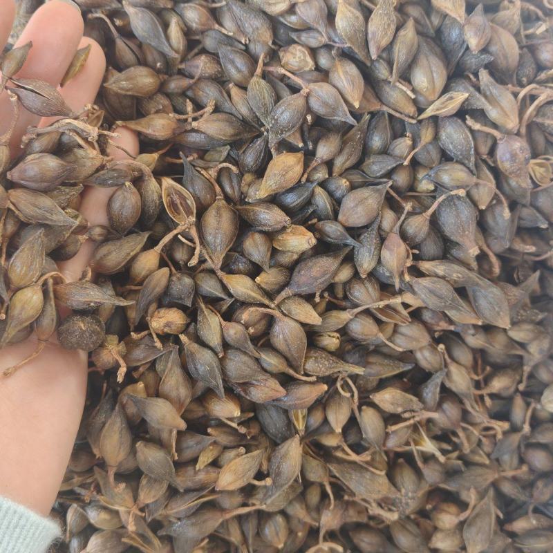 连翘中药材批发带柄无硫熏连壳野生青翘量大从优