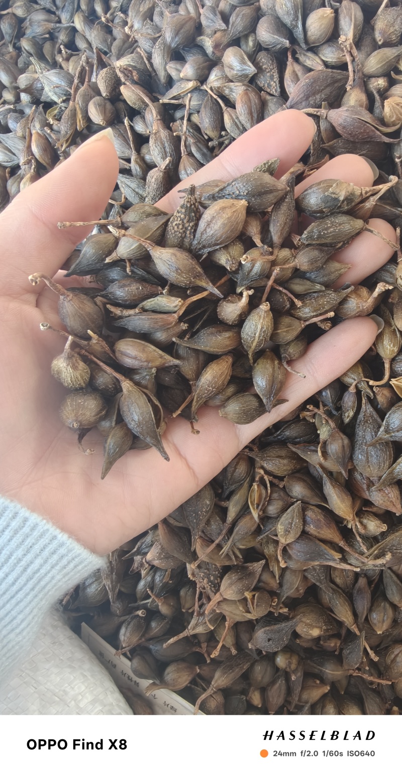 连翘中药材批发带柄无硫熏连壳野生青翘量大从优