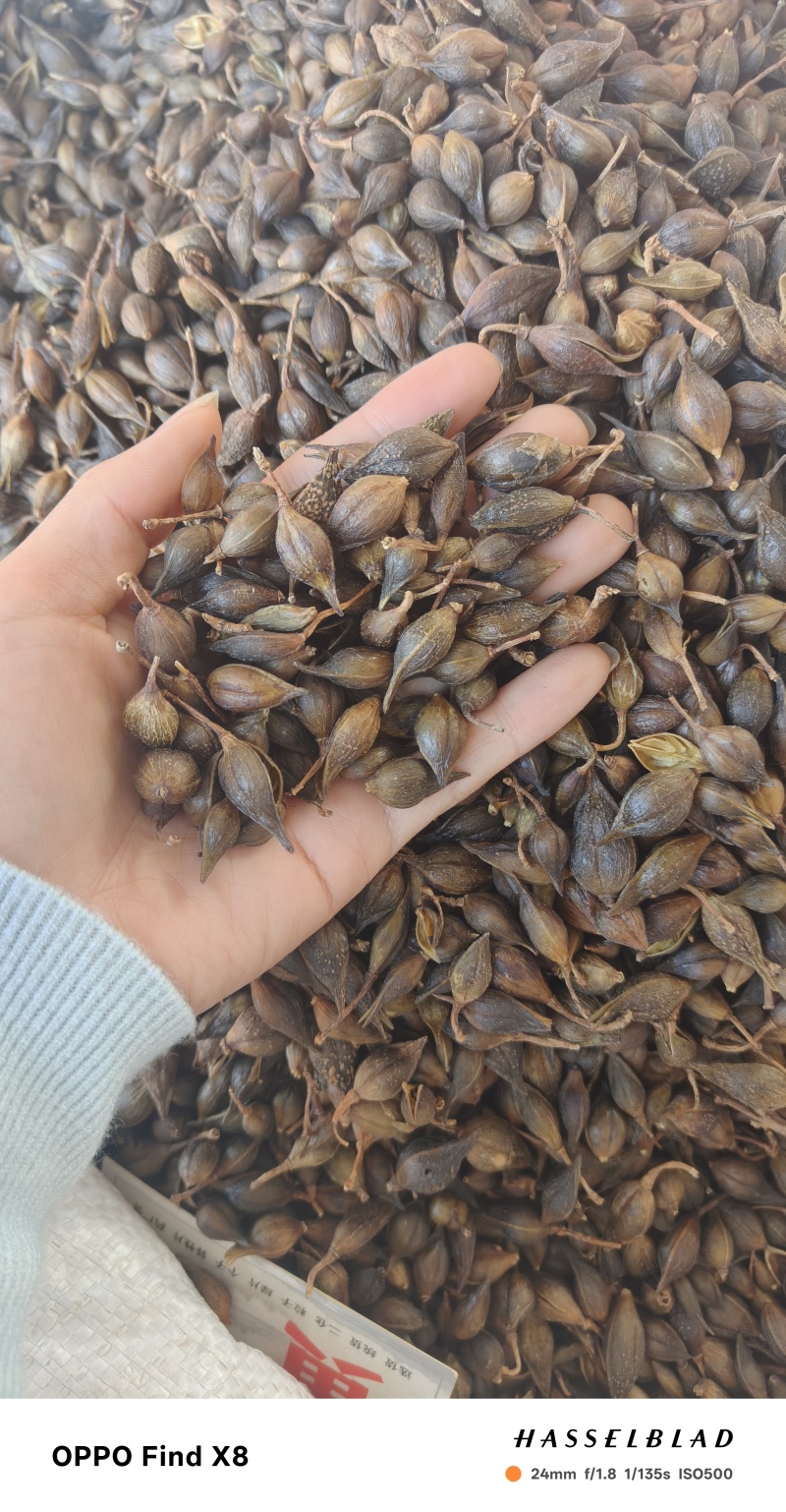 连翘中药材批发带柄无硫熏连壳野生青翘量大从优