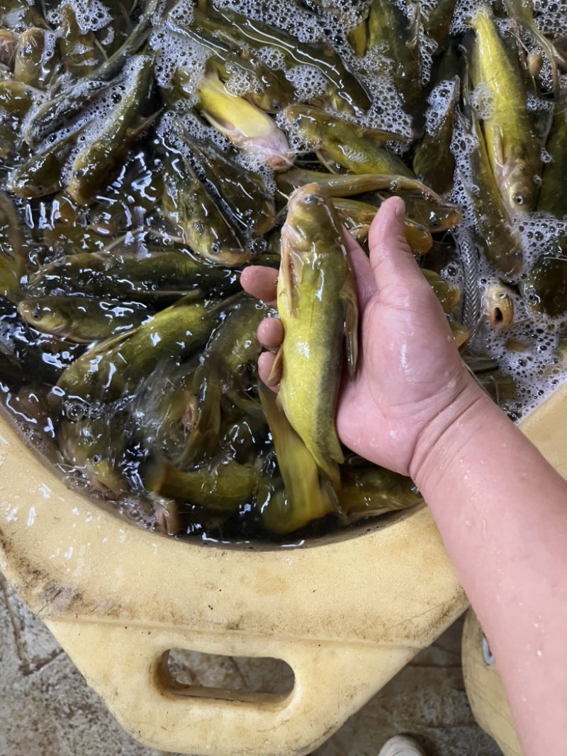 新鲜杀好的黄颡鱼500克一包品质保证