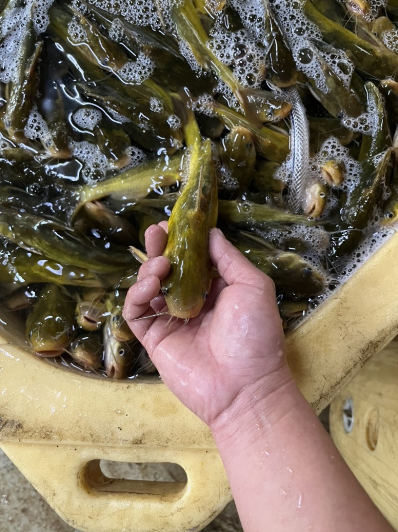 新鲜杀好的黄颡鱼500克一包品质保证