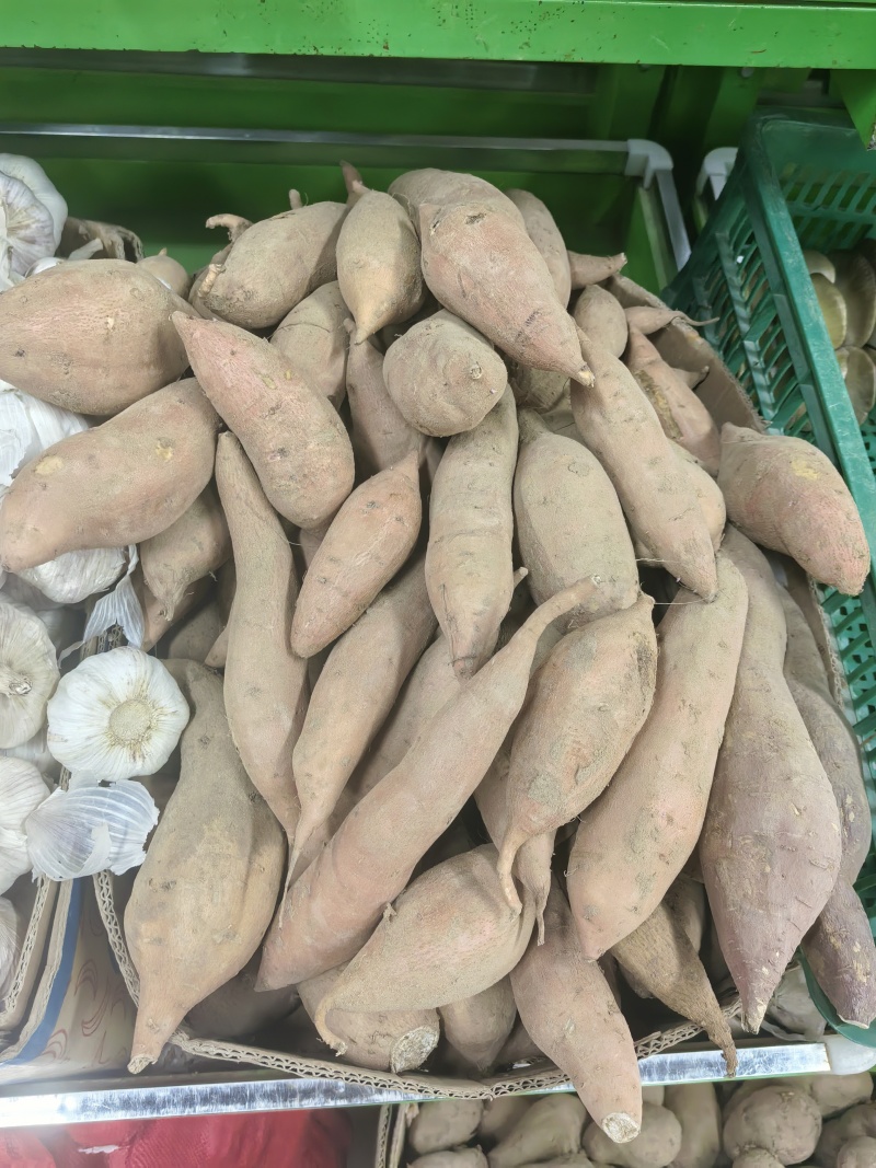 陕北清涧黄河畔红薯
