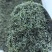 湖北绿茶恩施龙井香茶春茶明前茶。偏远山区农村茶叶