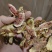 无花果干无花果深山高海拔老树果
