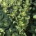 精品黄心白菜大量供应,无黑根无虫眼,质量优价格便宜