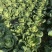 精品黄心白菜大量供应,无黑根无虫眼,质量优价格便宜