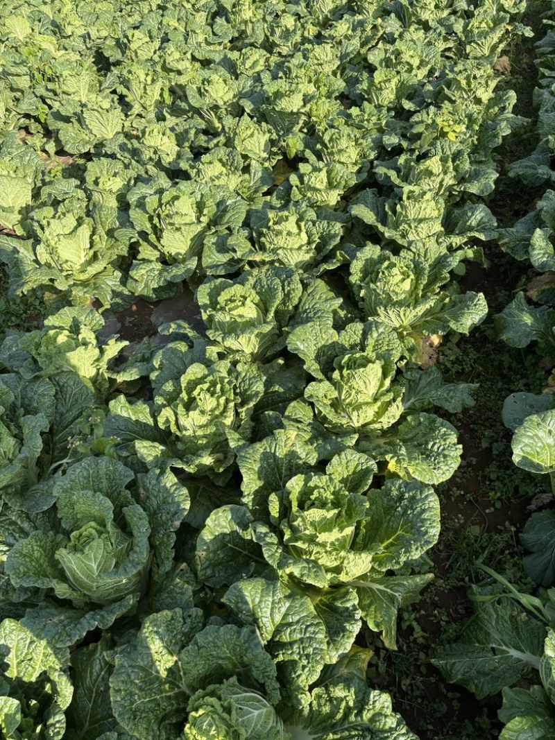 精品黄心白菜大量供应，无黑根无虫眼，质量优价格便宜