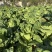 精品黄心白菜大量供应,无黑根无虫眼,质量优价格便宜