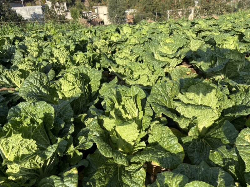 精品黄心白菜大量供应，无黑根无虫眼，质量优价格便宜