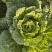 精品黄心白菜大量供应,无黑根无虫眼,质量优价格便宜