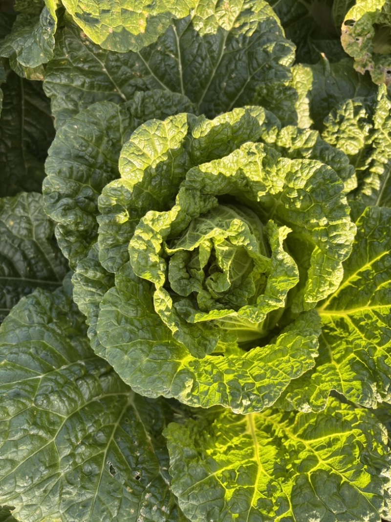 精品黄心白菜大量供应，无黑根无虫眼，质量优价格便宜