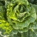 精品黄心白菜大量供应,无黑根无虫眼,质量优价格便宜