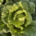 精品黄心白菜大量供应,无黑根无虫眼,质量优价格便宜