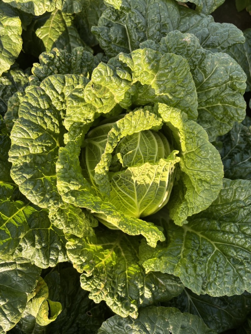 精品黄心白菜大量供应，无黑根无虫眼，质量优价格便宜