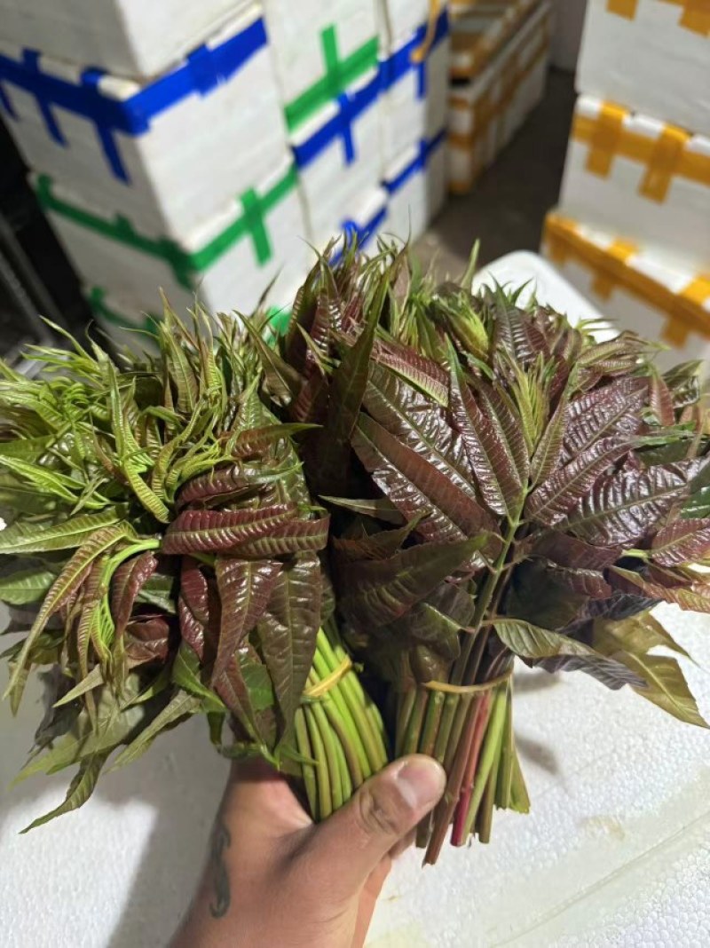 云南香椿提前上市