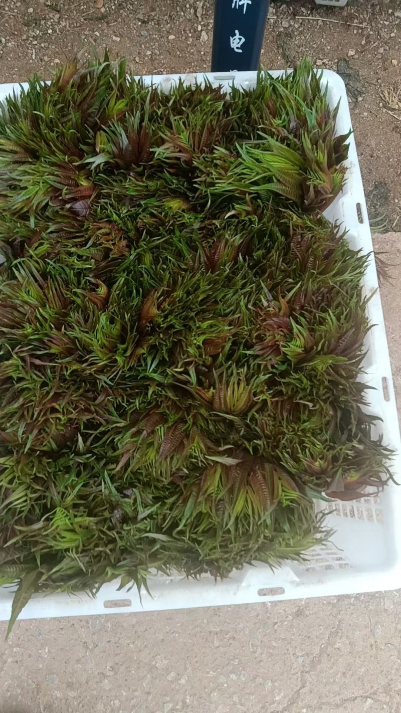 云南香椿提前上市