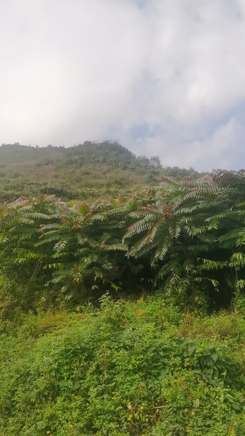 云南香椿提前上市