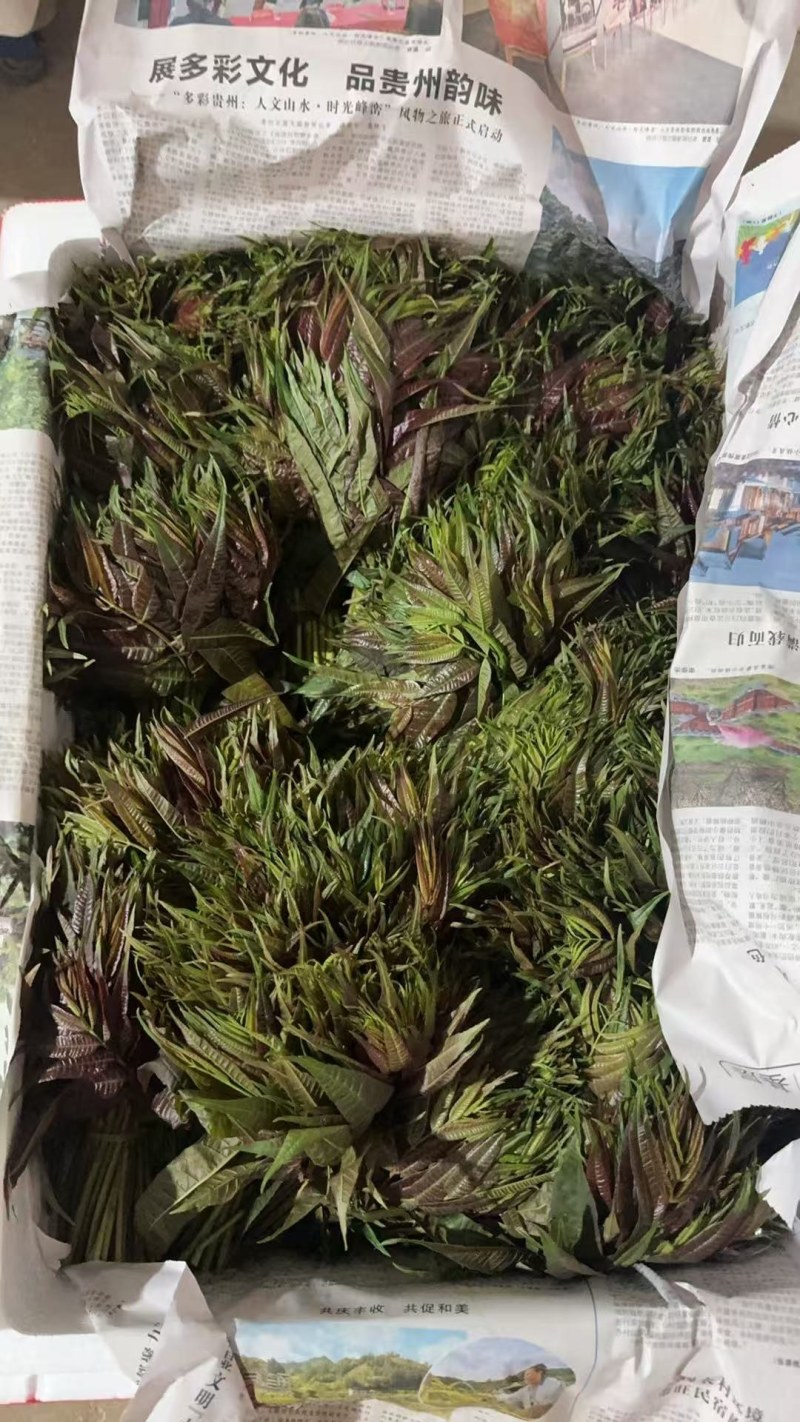 云南香椿提前上市