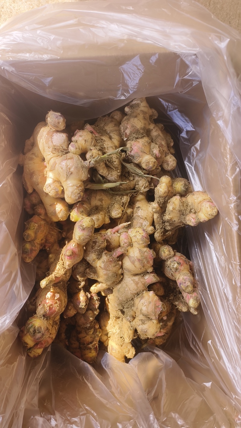 广西大肉姜