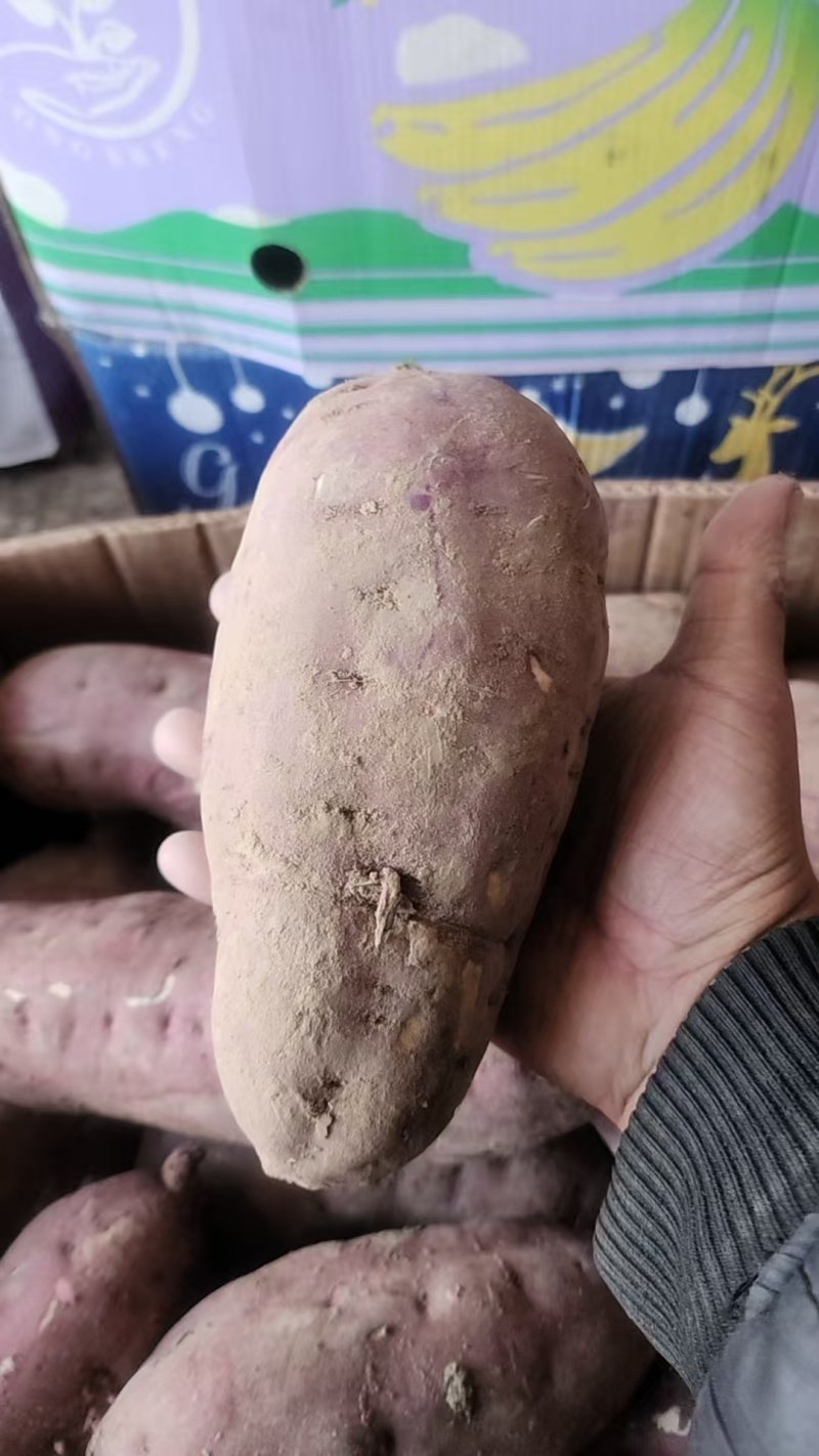 岳龙红瑶，已糖化好，口感好