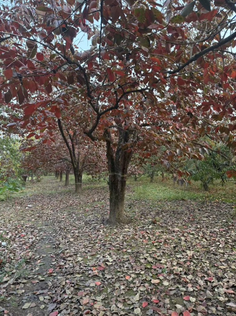 柿子树产地直发一手货源提供技术支持欢迎咨询
