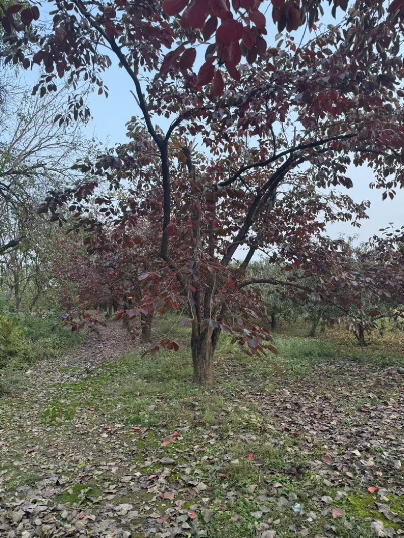 柿子树产地直发一手货源提供技术支持欢迎咨询
