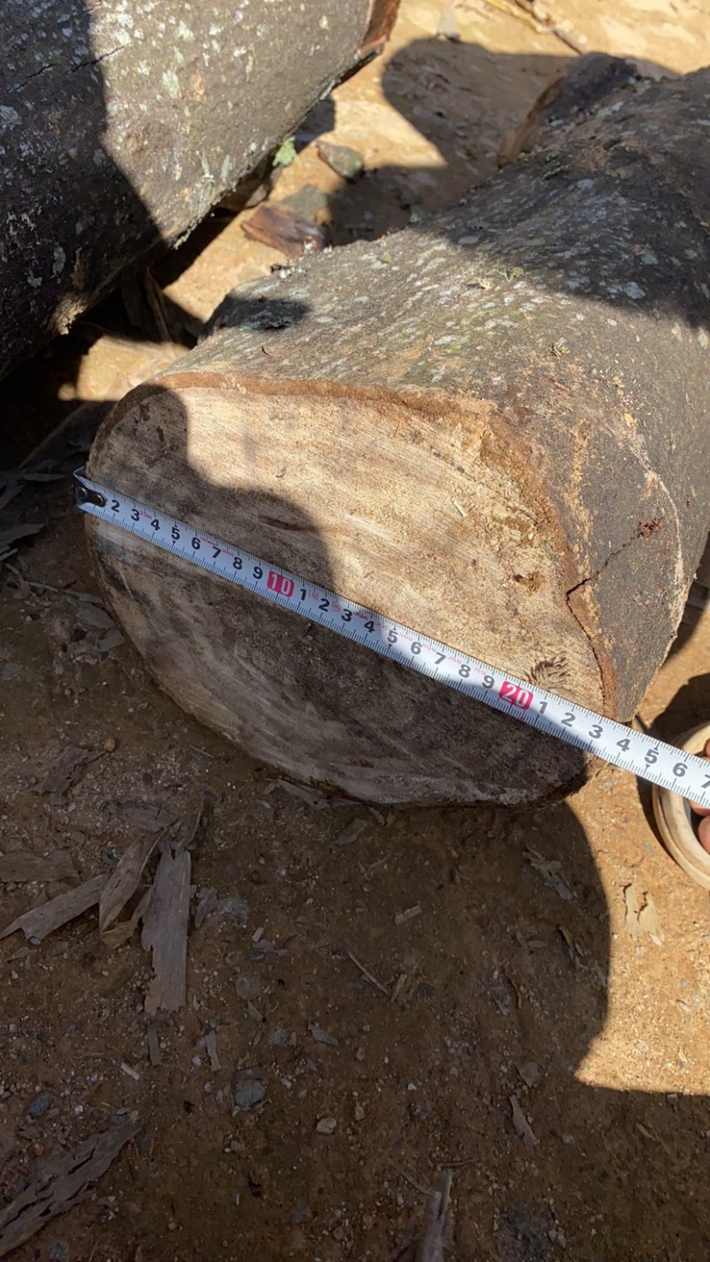 木姜子根枝叶树干山胡椒树可剥皮可定制大量干货木姜子树有