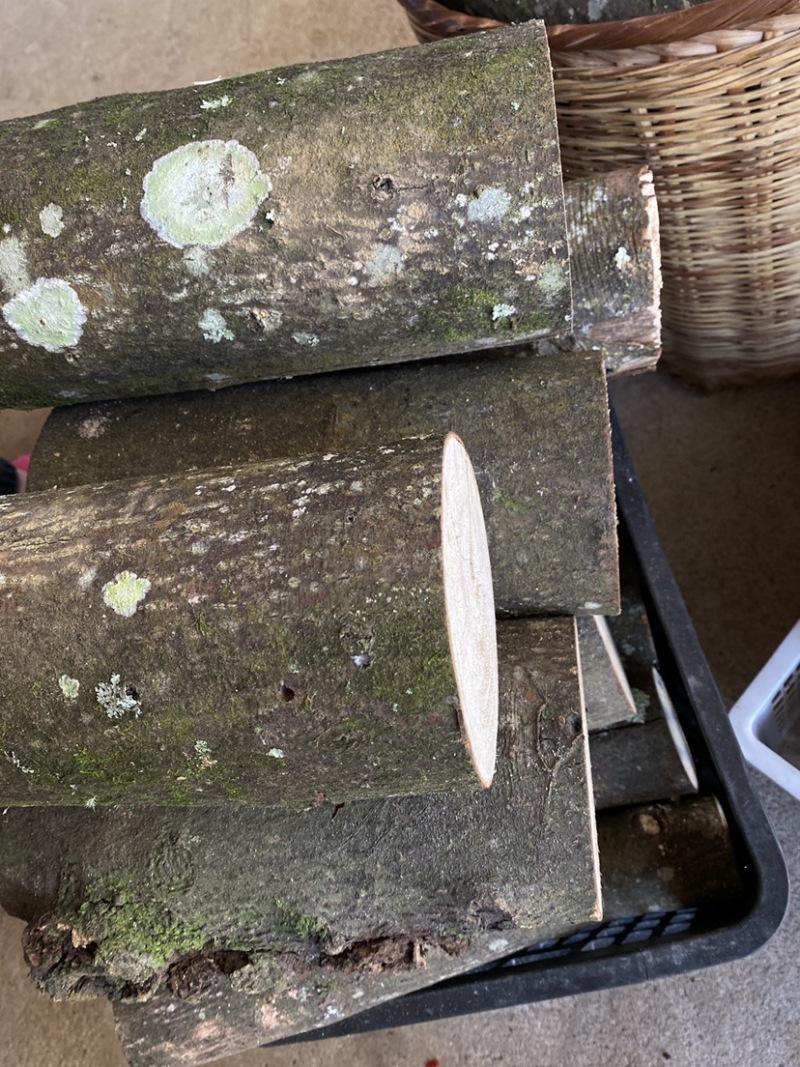 木姜子根枝叶树干山胡椒树可剥皮可定制大量干货木姜子树有