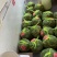 兴化大闸蟹新鲜捕捞小规格尝鲜满黄满膏批发