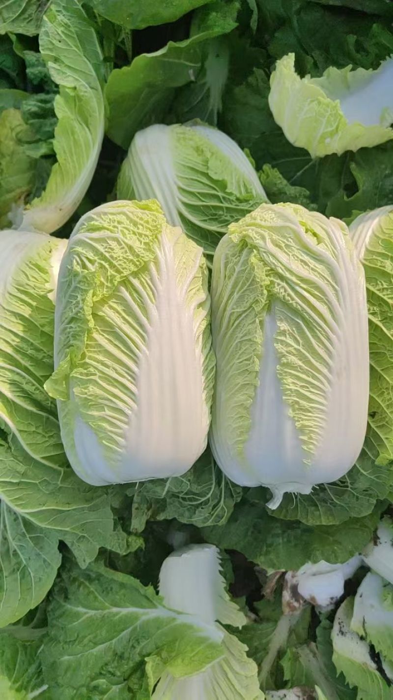 黄心娃娃菜