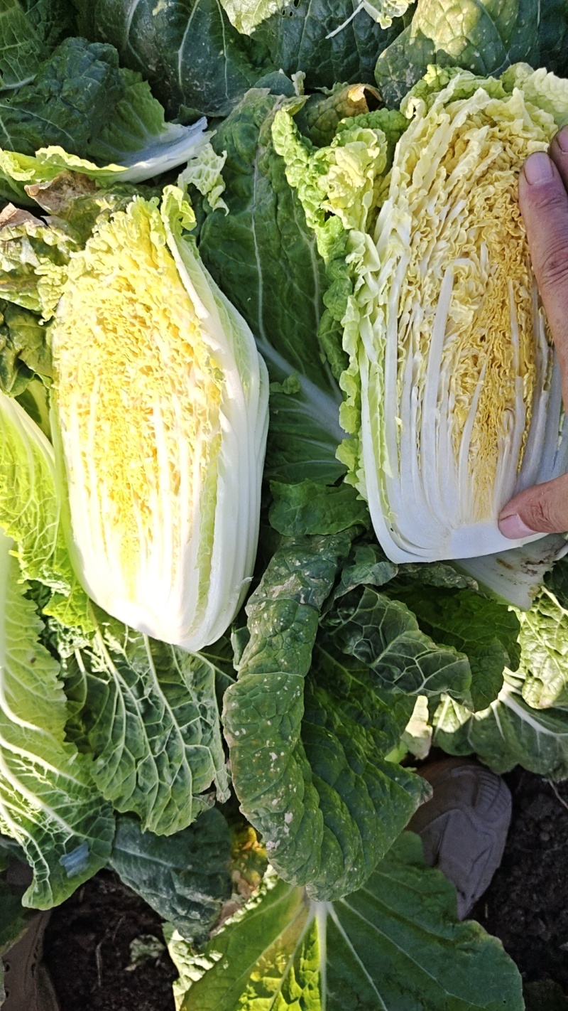黄心娃娃菜