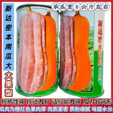 新达蜜本南瓜种子南方种大果蜜本南瓜种子质粉细腻味甜水分少