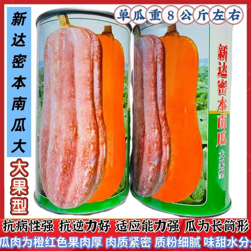 新达蜜本南瓜种子南方种大果蜜本南瓜种子质粉细腻味甜水分少