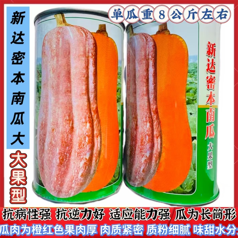 新达蜜本南瓜种子南方种大果蜜本南瓜种子质粉细腻味甜水分少