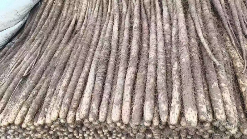 临漳铁棍山药，大量现货，价格不高，欢迎各位老板咨询采购