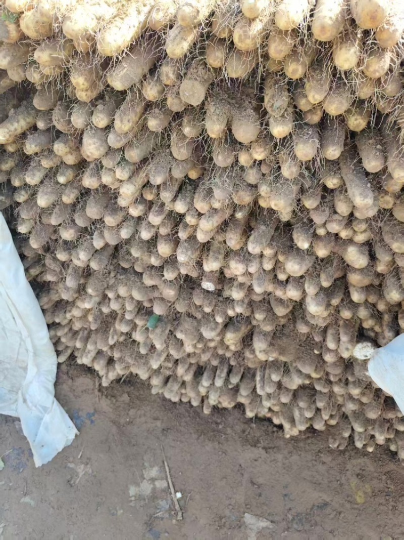 临漳铁棍山药，大量现货，价格不高，欢迎各位老板咨询采购