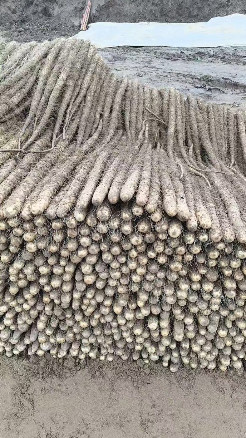 临漳铁棍山药，大量现货，价格不高，欢迎各位老板咨询采购