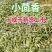 【无干燥剂】新货小茴香新鲜日晒无硫熏调味料卤料小茴香颗粒