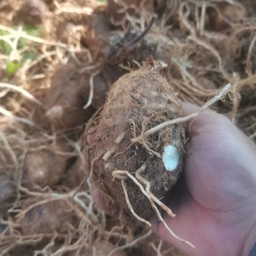 新货上市毛芋头量大，口感好肉质丝滑。