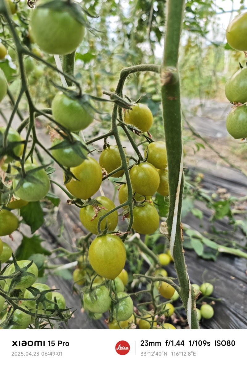 青田二号，红圣女果，黄圣女果，橙圣女果，紫樱桃