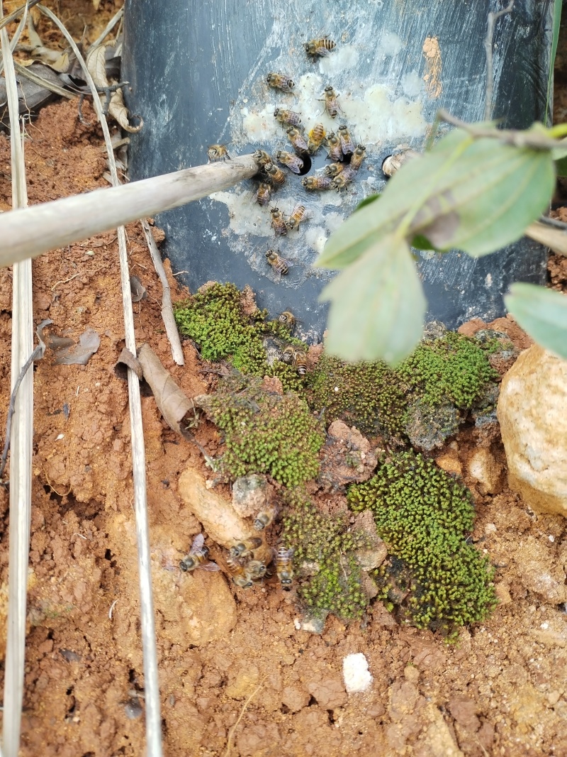 贵州农村土蜂蜜