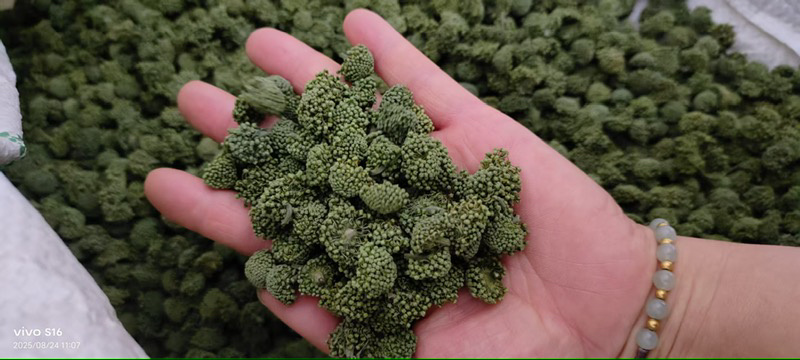 精选三七三七根茎云南产地直供质量保证量大优惠包邮