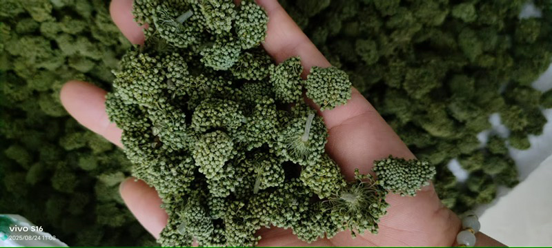 精选三七三七根茎云南产地直供质量保证量大优惠包邮